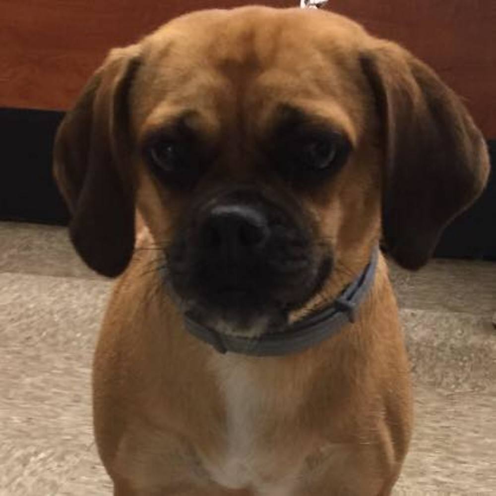 Meet your Posher, Lapu